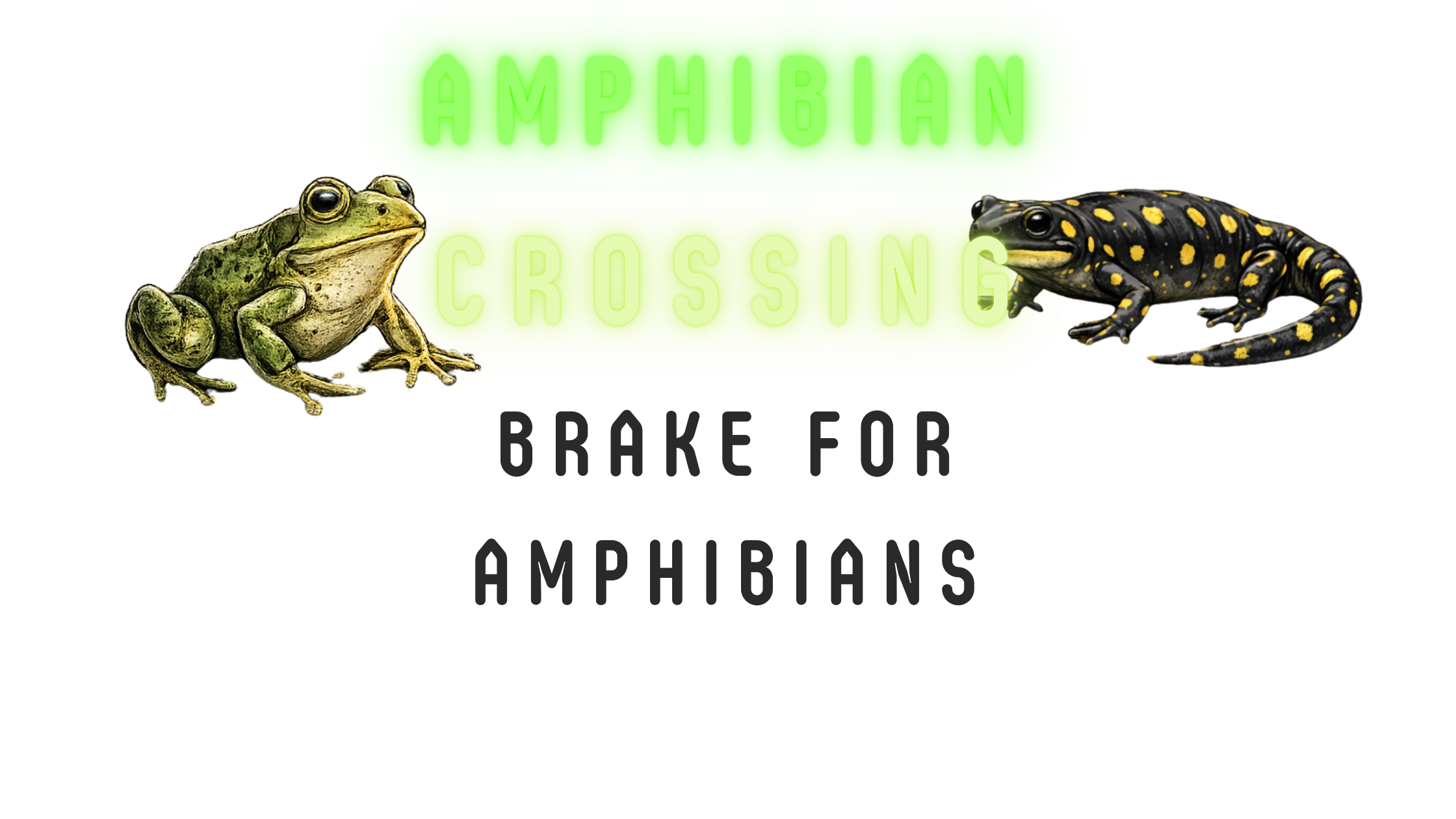 What Is Big Night? Amphibian Migration Explained (and How You Can Help)
