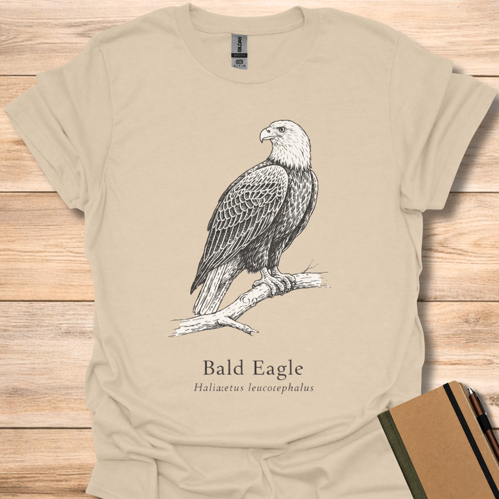 Bald Eagle - Sand