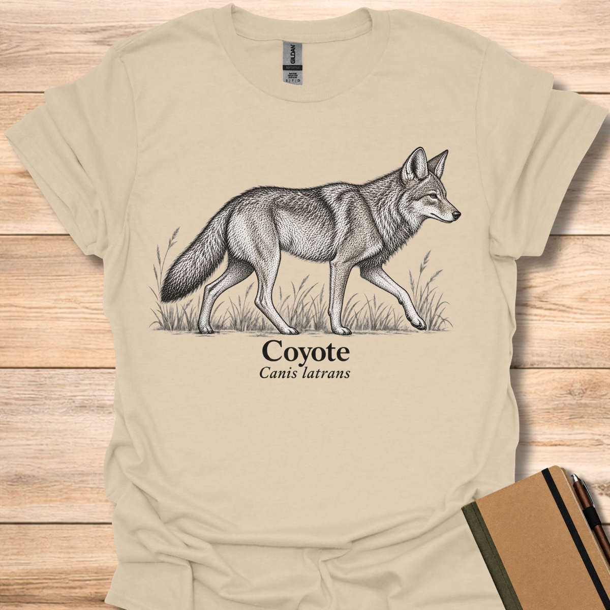 Coyote - Sand
