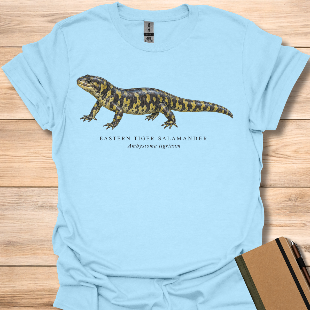 Eastern Tiger Salamander Field Guide - Light Blue