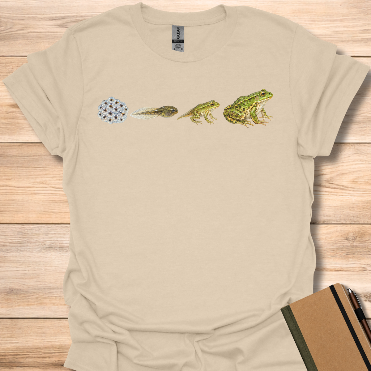 Frog Life Cycle - Sand